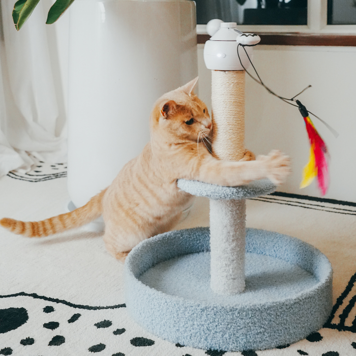 Pounce and Lounge 4-in-1