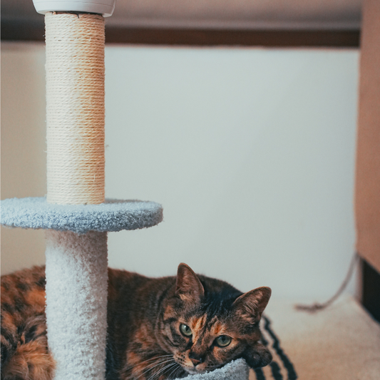 Scratch Post Replacement